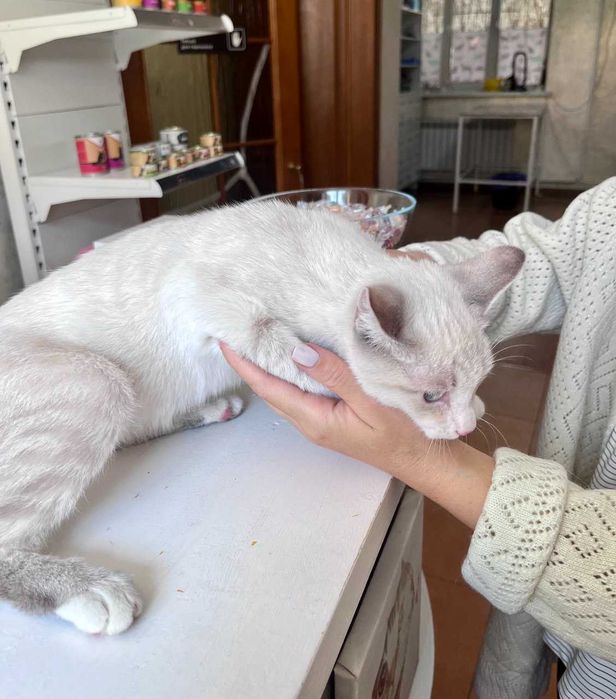 Кошка (котёнок 5 месяцев)