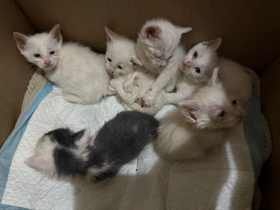 Отдам котят в добрые руки