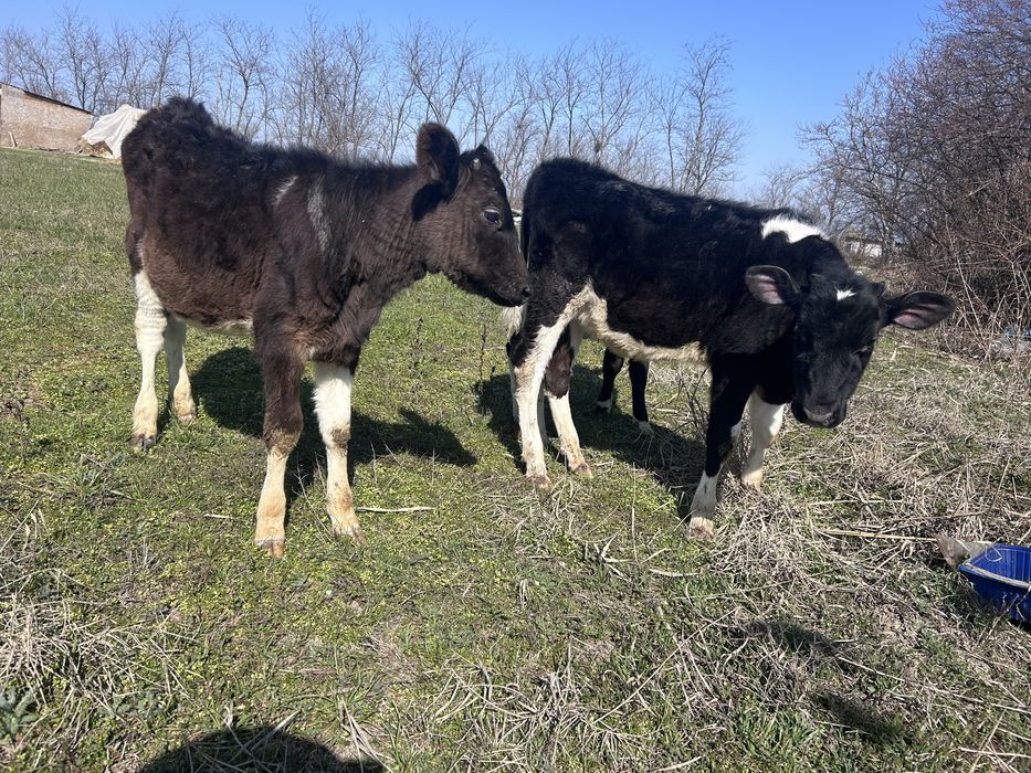 Vand vitele si o capra