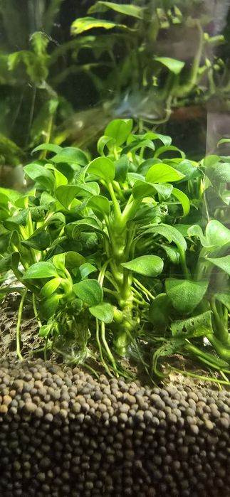 Анубиас  аквариумные растения