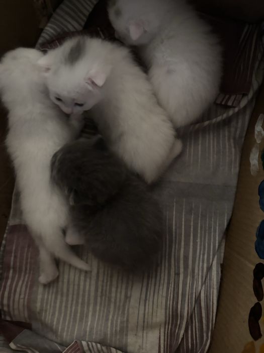 продам котят породистые