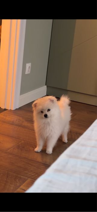 Продам шпица девачка 4 месяча