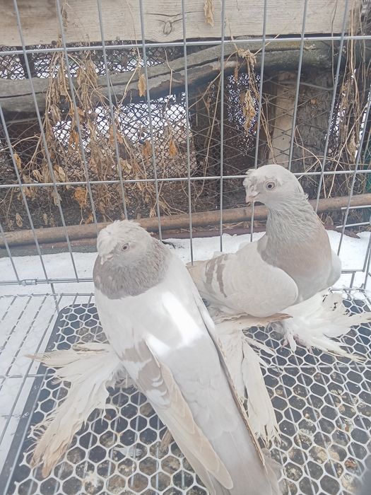 Продам голубей хороших