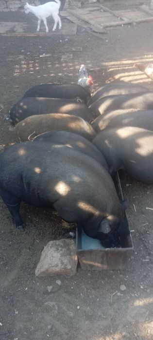 Виетнамски прасета и прасенца з