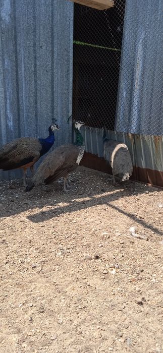 Продам Семью Павлинов 1+2