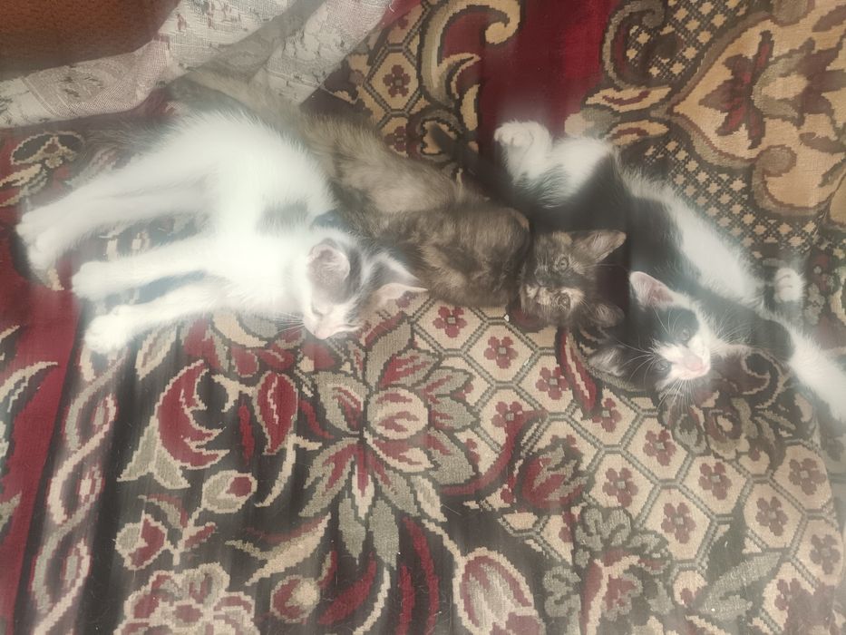 Отдам котят в хорошие руки