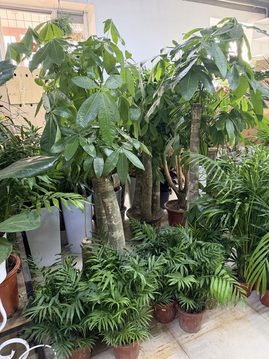 Цветы для офисных помещении