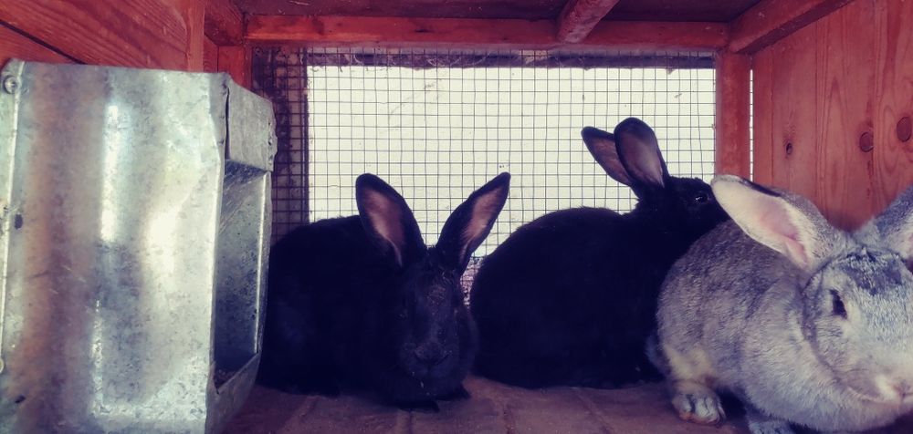 Белый великан кролики