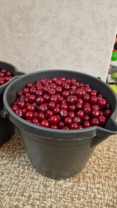 Вишня свежесобранная, дачная продукция