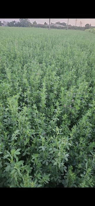Baloti de lucernă verde