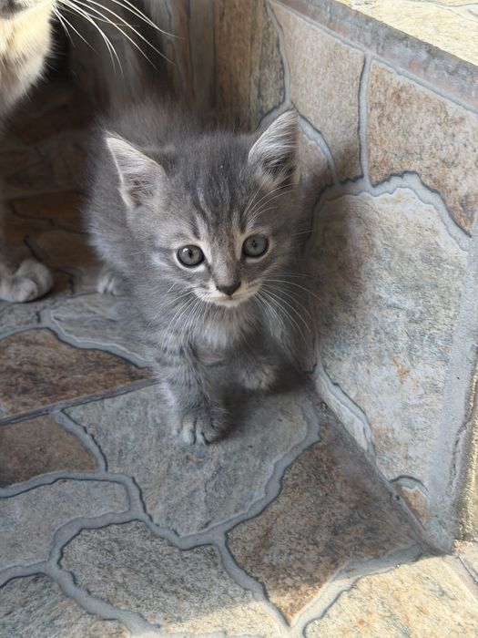 Отдам котят в добрые руки