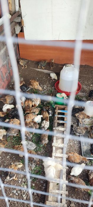 Продам цыплят домашних