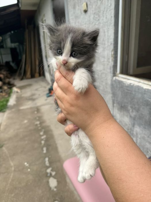 Отдам котят в добрые руки