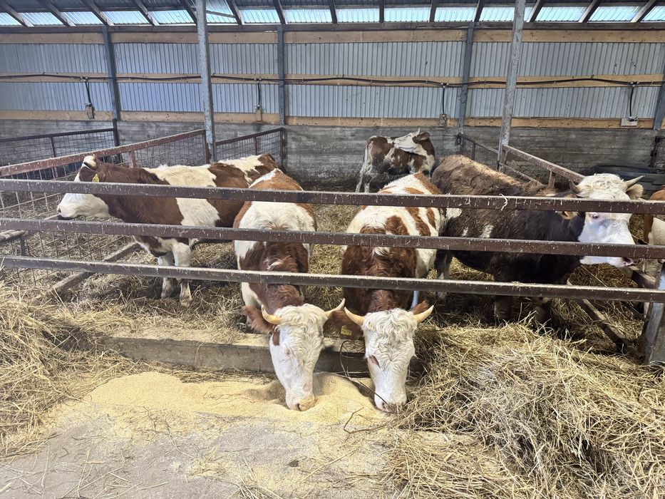 Vitele Baltate Romanesti