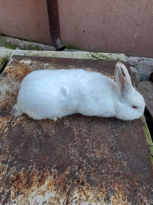 Vand iepuri  maturi si pui