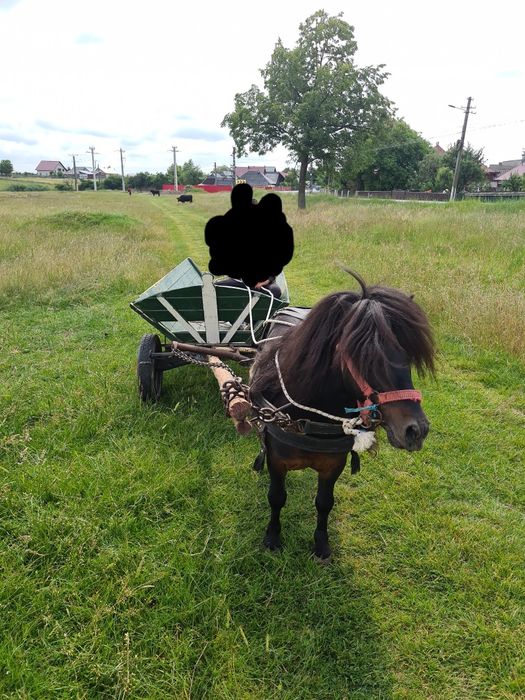 Vând ponei în amat