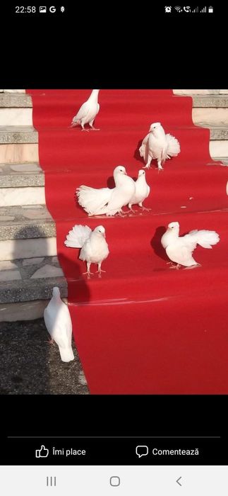 Porumbei pentru nunti