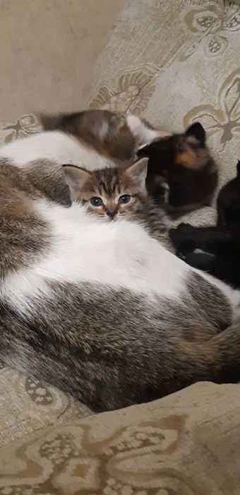 Котята. Кошка. Кошки. Котенок