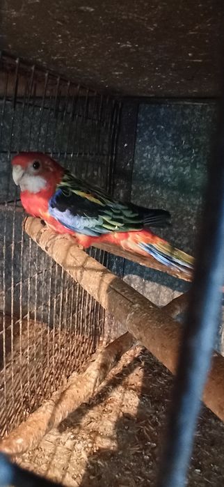 Розелла  гранатовая