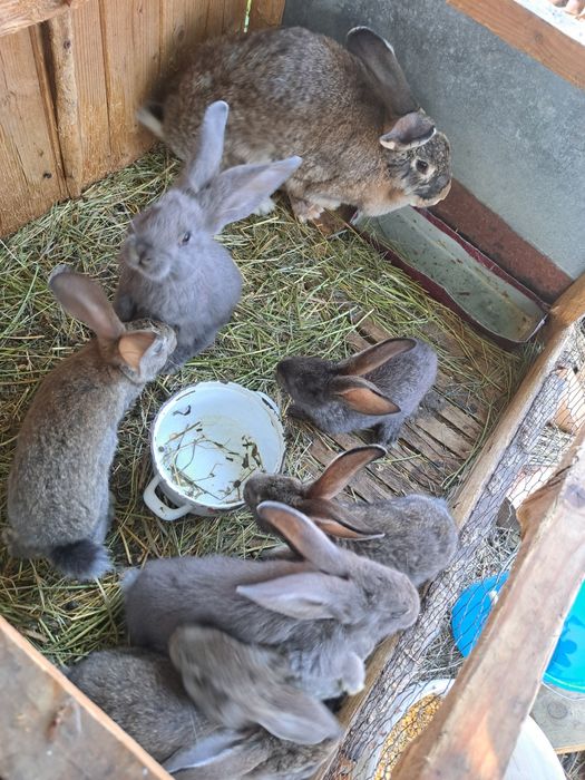 Vând iepurași  crescuți natural
