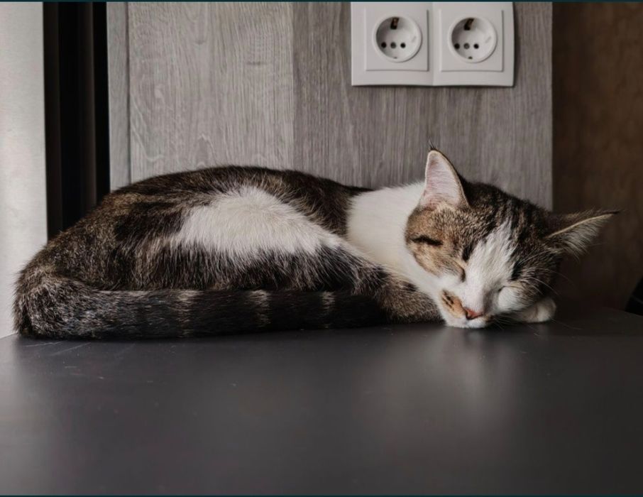 Домашняя кошка в хорошие руки