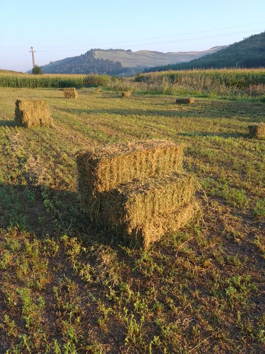 Baloți de lucernă Și porumb