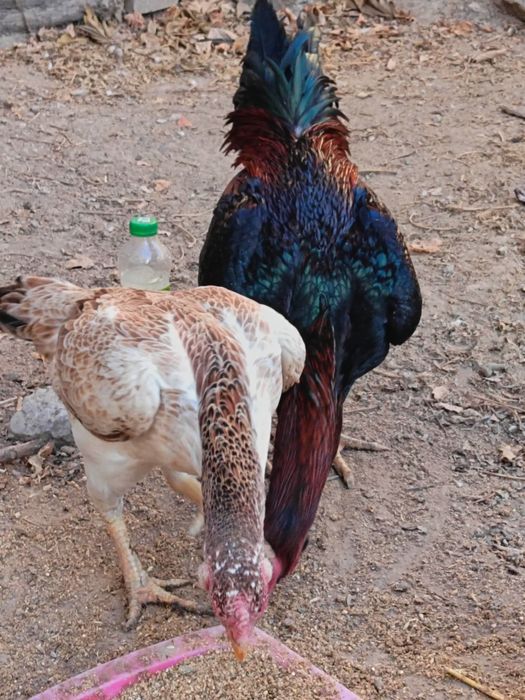 Куланги хуроз сотилади.