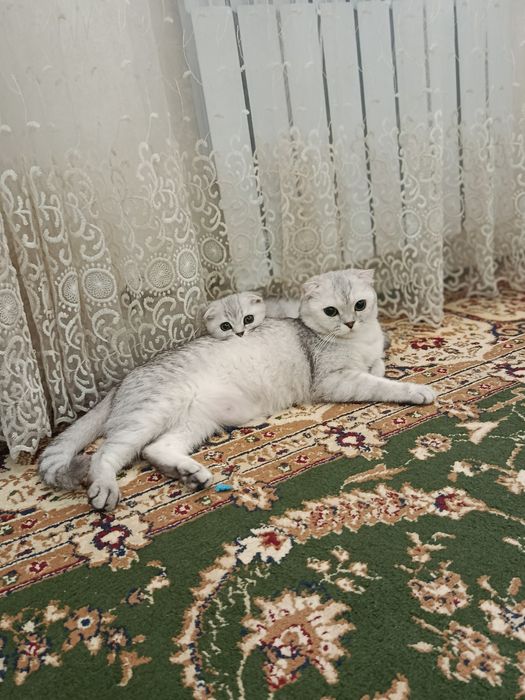 серебристая шиншилла