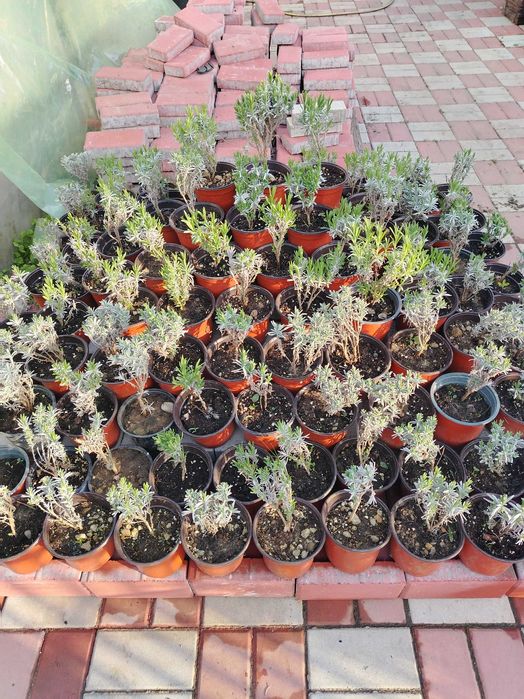 Lavandă Sevtopolis la ghiveci – plantă parfumată pentru grădină sau balcon