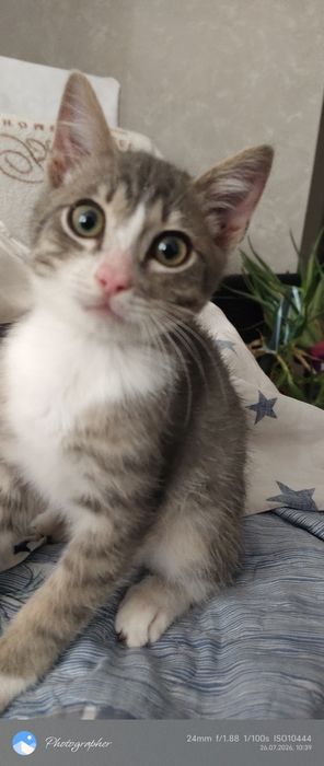 Мальчик котенок и девочка