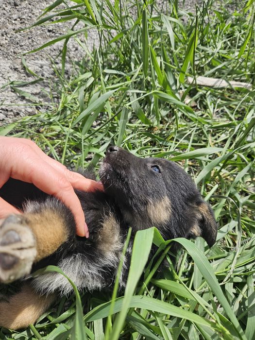 Очаровательные щенки 1 месяц ищут хозяев