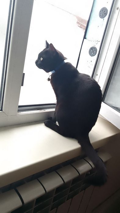 Отдам даром кошку