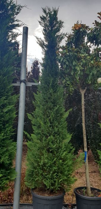 Cupresus leylandy 4/5m