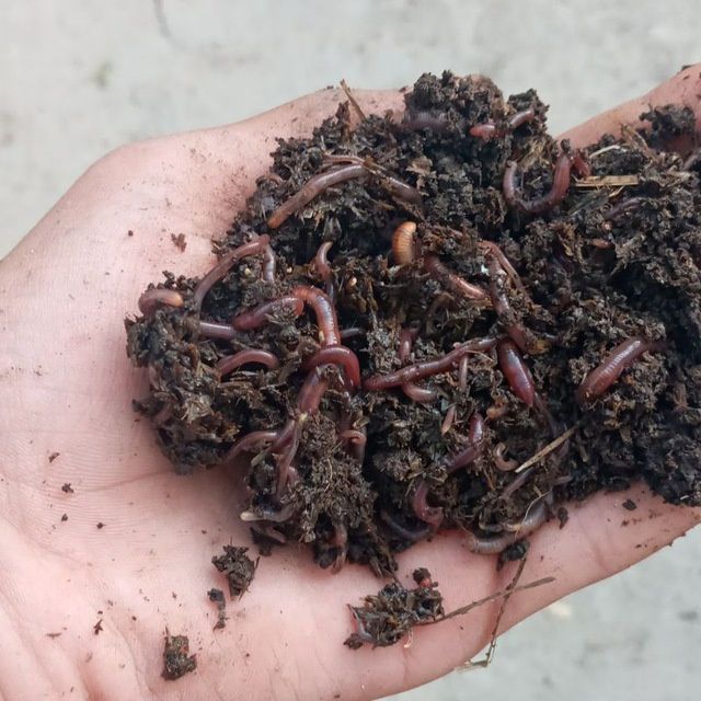 Аксия Калифорния чувалчанг