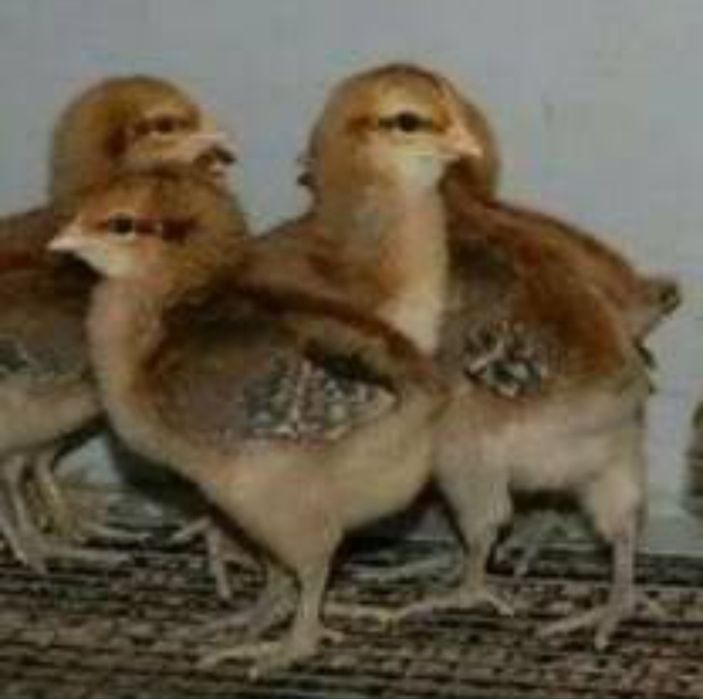 Qizlarning orqadan yaqindan suratlari