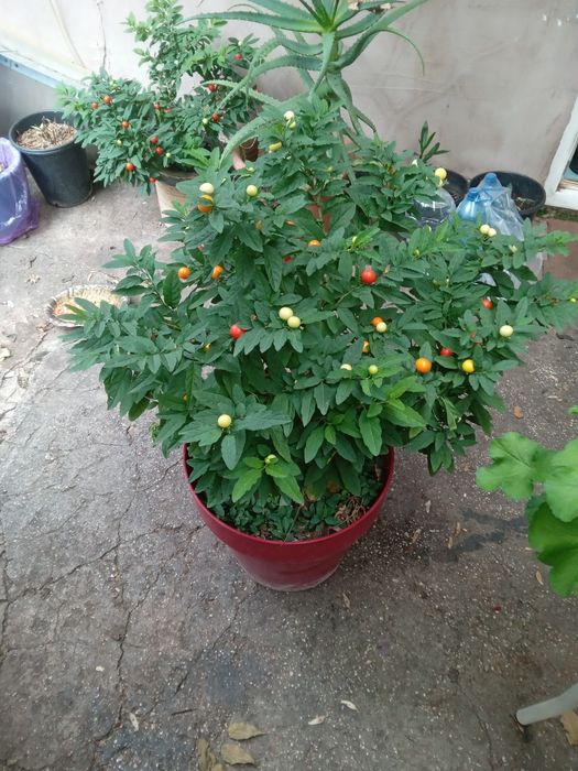 Cireasa de Ierusalim Bartoli (Solanum)