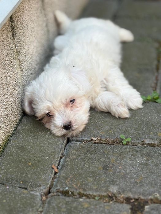 Bichon Maltez Fetita Mini toy