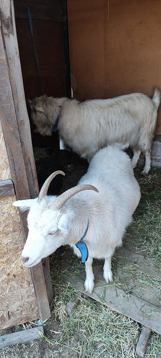 Пародисты Козёл и Каза