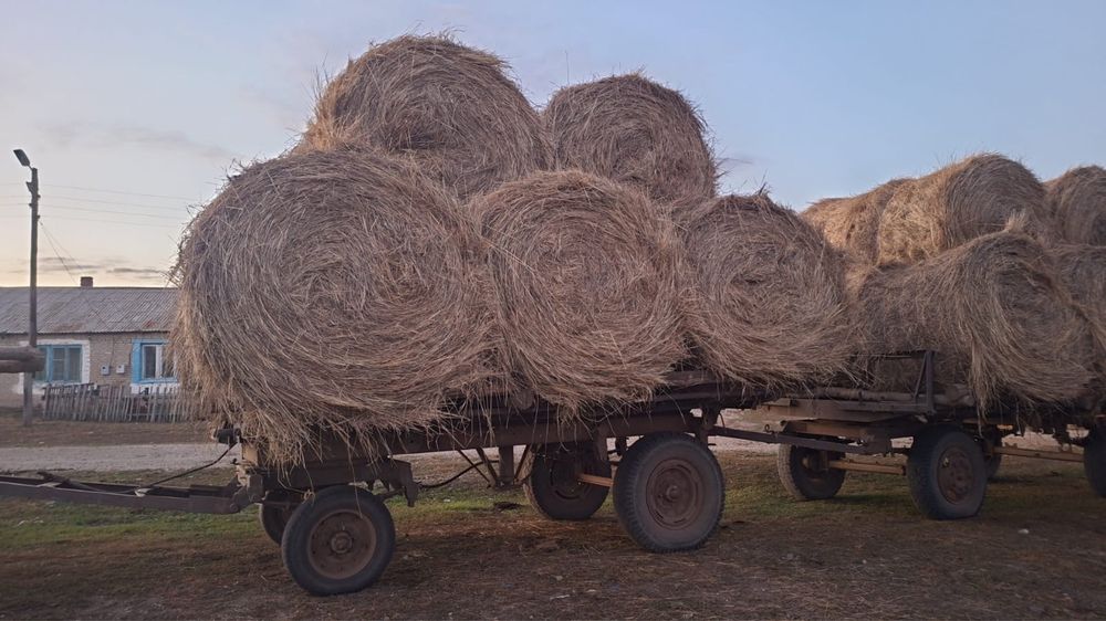 Продам сено в рулонах