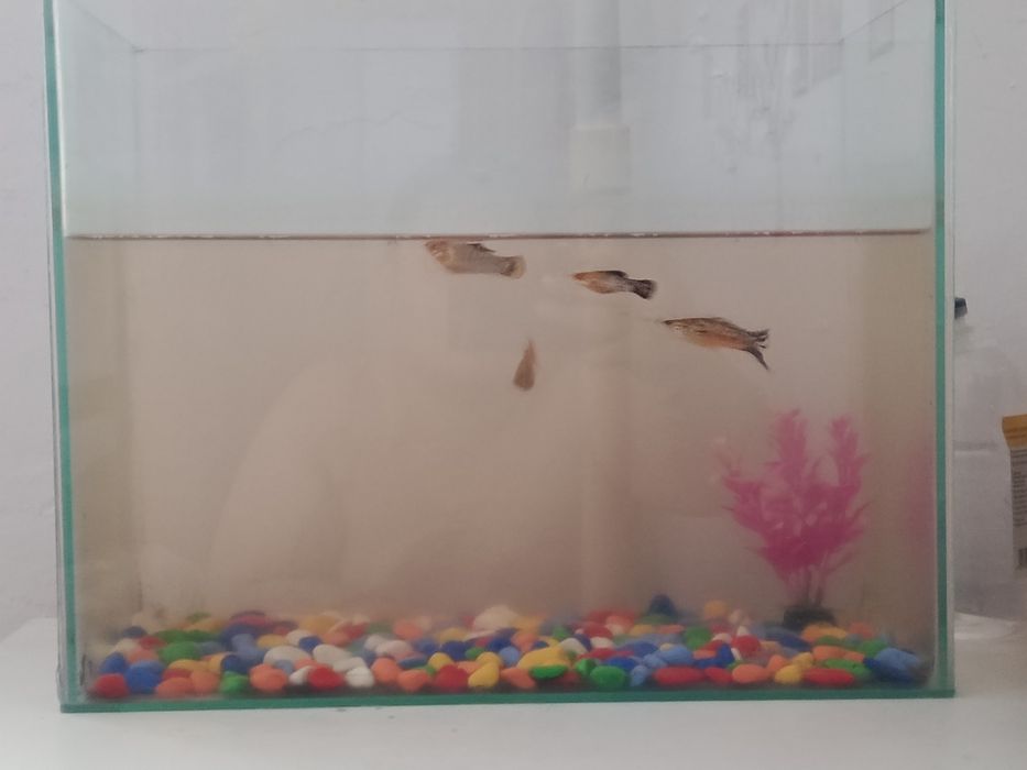 Аквариум с рыбками