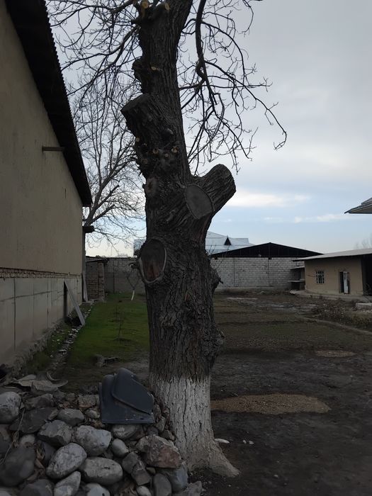 Yong'oq daraxti sotamiz.Juda qalin aylanasi2 metr buyi manimcha10 metr