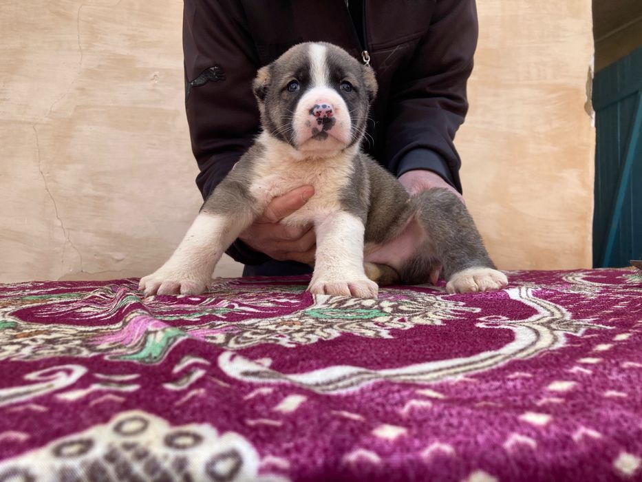 Щенок Алабая ( Туркменский )