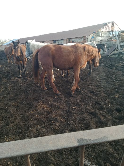 Фермерское хозяйство