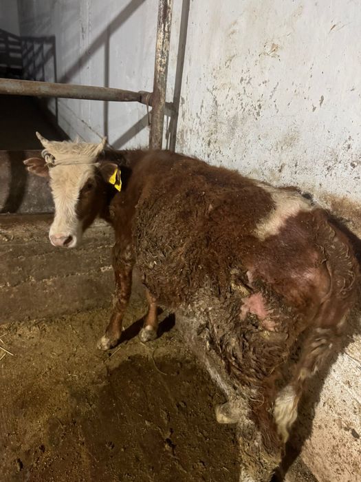 Бір жасар  Ұрғашы баспақ