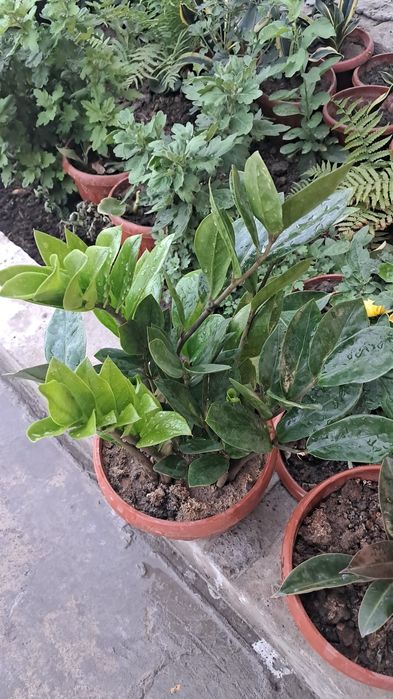 Цветы Мырзакент.