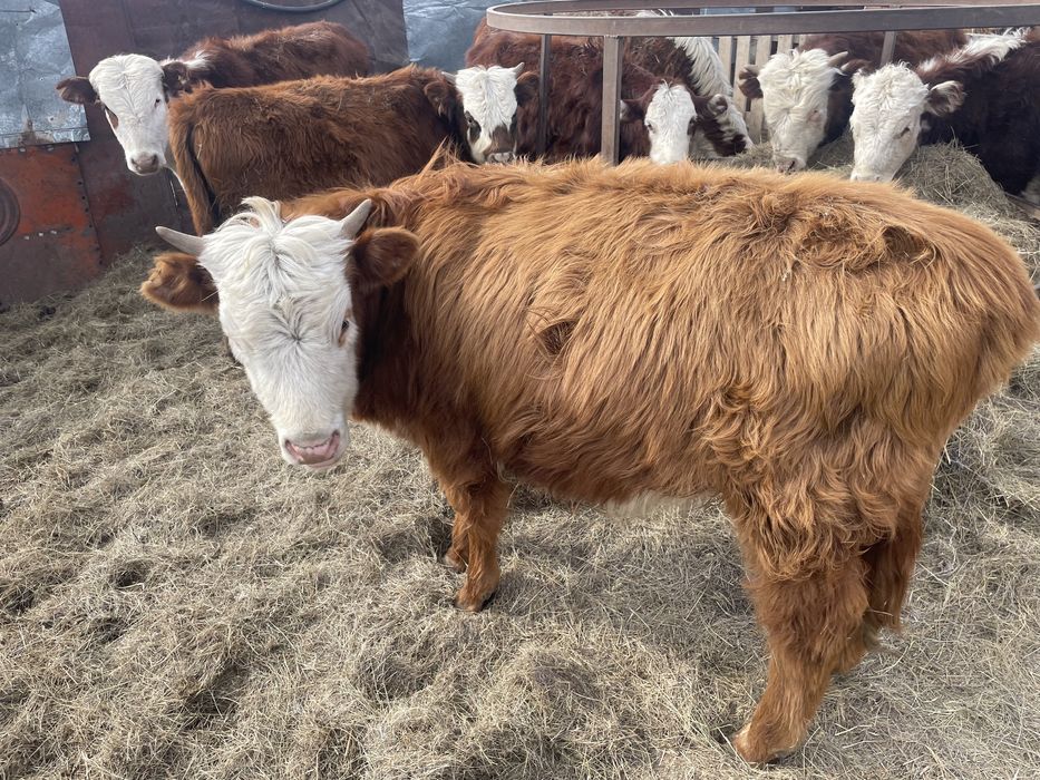 Ұрғашы баспақттар сатылады