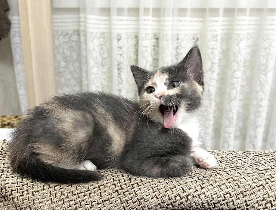 СРОЧНО! Котята в добрые руки