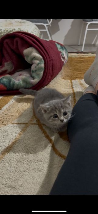 кошка британский