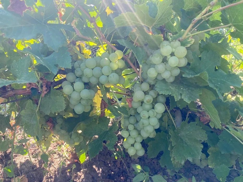 Struguri de vin cu soiuri deosebite din Podgoria Huși