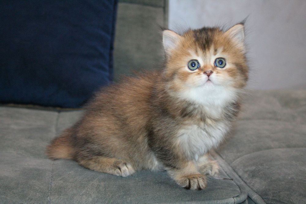 Котенок скотиш страйт